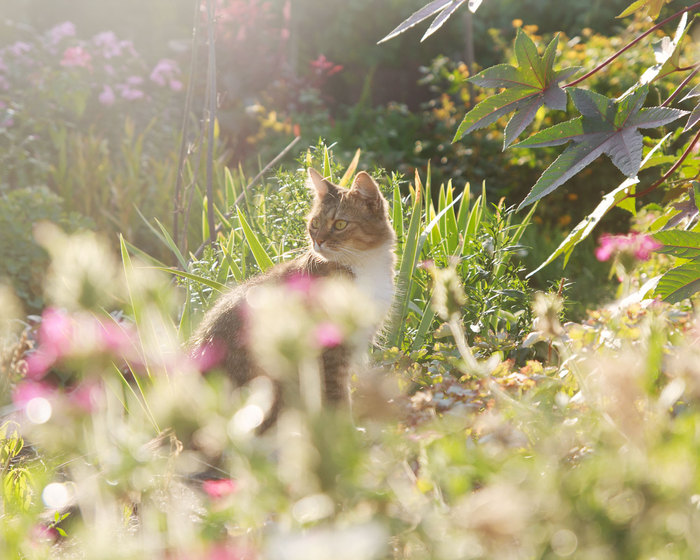 In the rays of the September sunset - My, My, cat, The photo, Canon 1000d, Tamron
