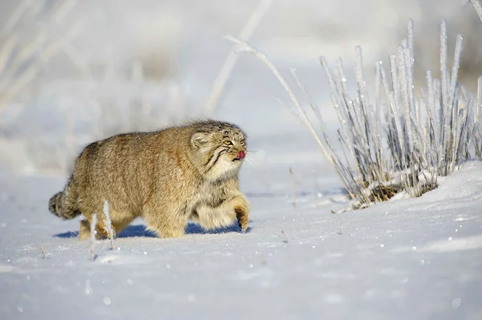 Still ironing? - Pallas' cat, Pet the cat, Small cats, Cat family, Predatory animals, Wild animals, The photo, Fluffy, Snow