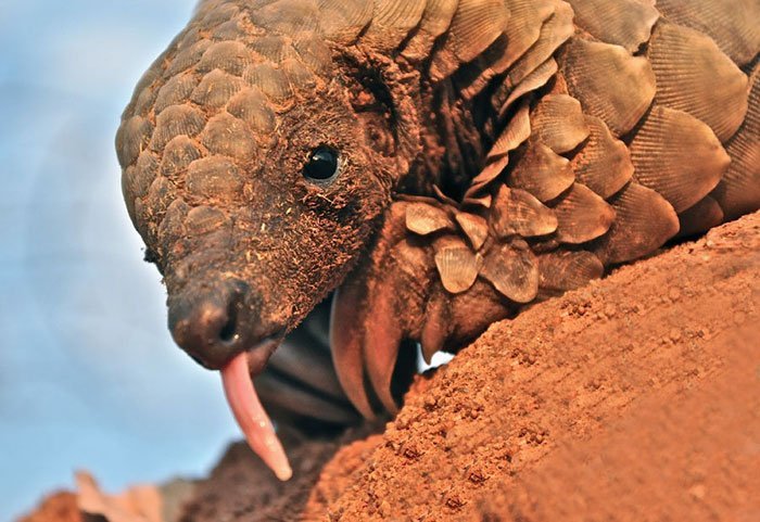 Pangolins. - Pangolin, The photo, Milota, Endangered species, Longpost