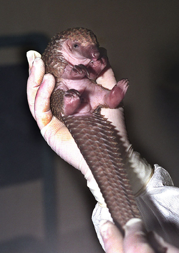 Pangolins. - Pangolin, The photo, Milota, Endangered species, Longpost