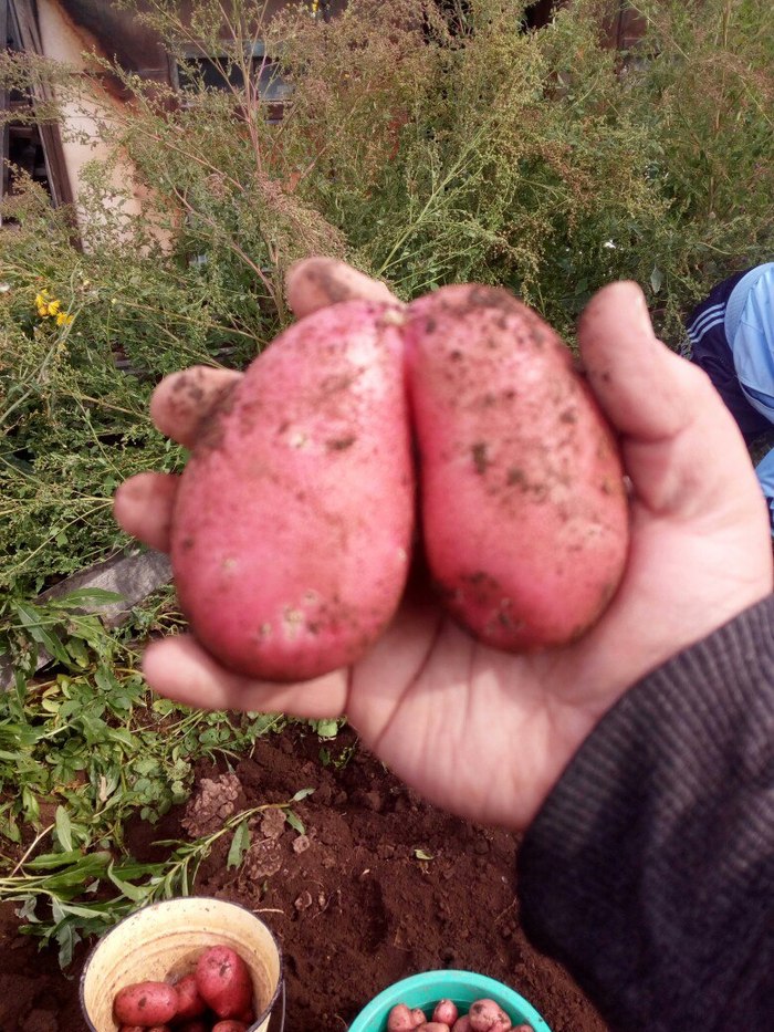 Potato eggs or lungs - , Bulba, Dug