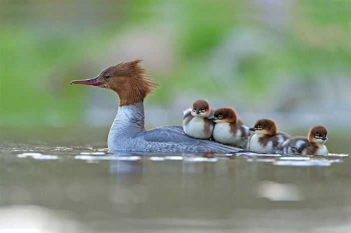 Cozy - The photo, Birds, Merganser