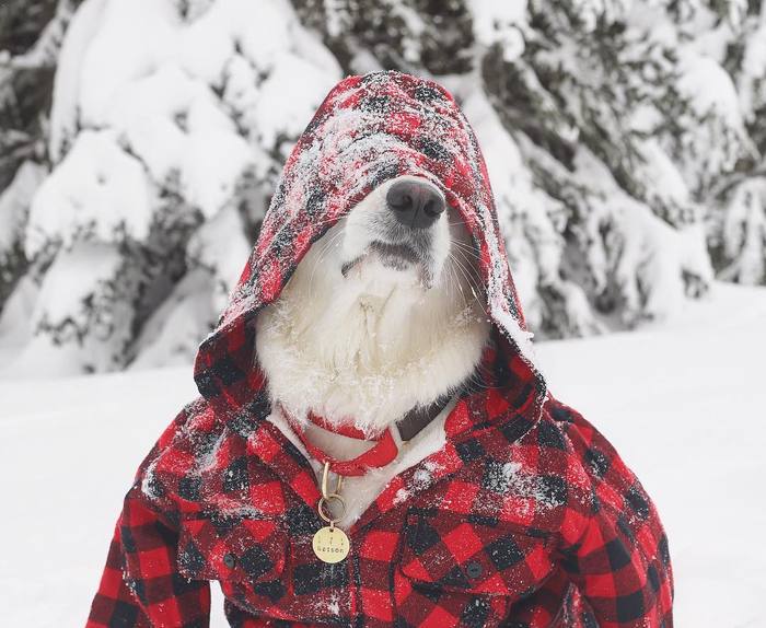 What does this white dog allow himself? - Dog, Medallion, Hoodie, Hood