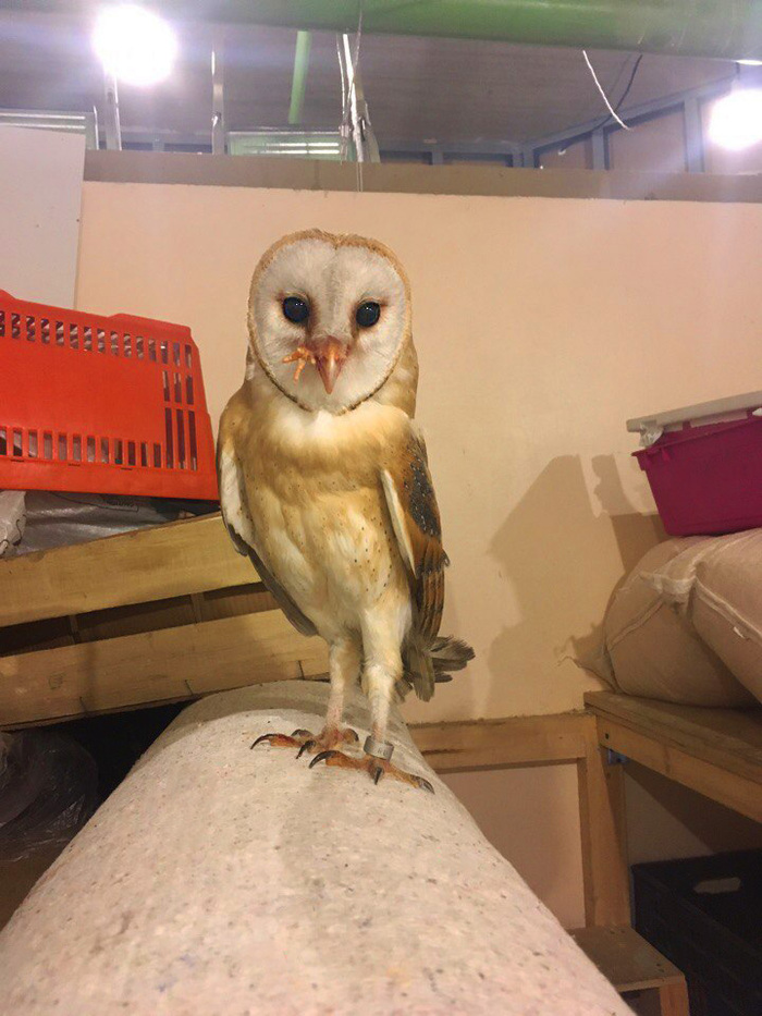 Sipushenok eats a chicken! Rare and funny shot! - My, Owl, Birds, Barn owl, Animals, Nature