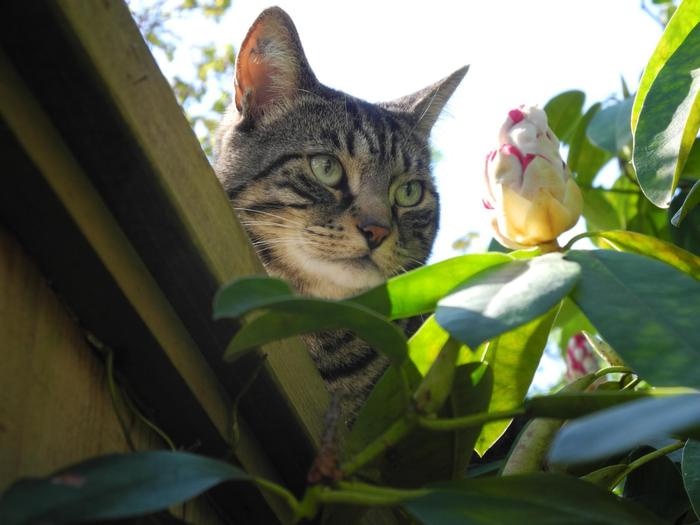 Guests of our garden - My, Garden, Visitors, , Tabi, cat