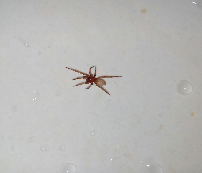 Biologists, please help! - My, Arachnida, Biology, Spider