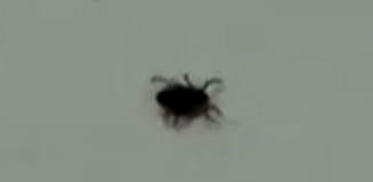Japanese scientists have lost a deadly tick - Japan, Disease, Mite, Scientists