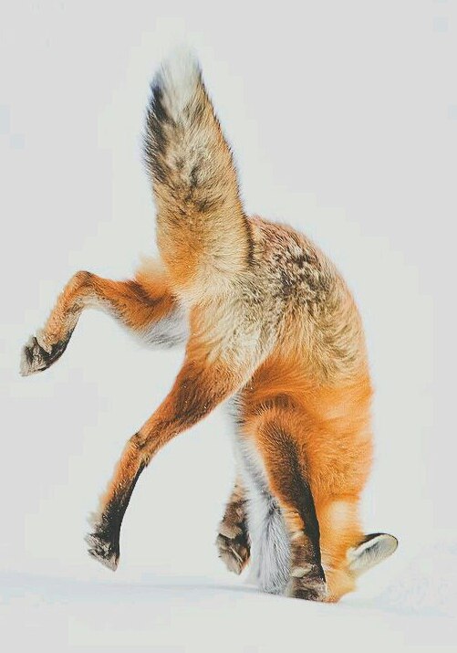 Mouse ^.^ - Fox, Fyr, , Animals