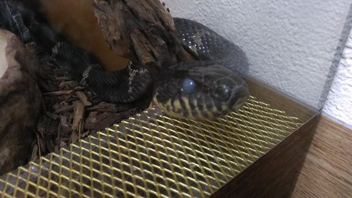 office pet - My, Pet, Office humor, Snake, Video, Longpost, Humor, Pets