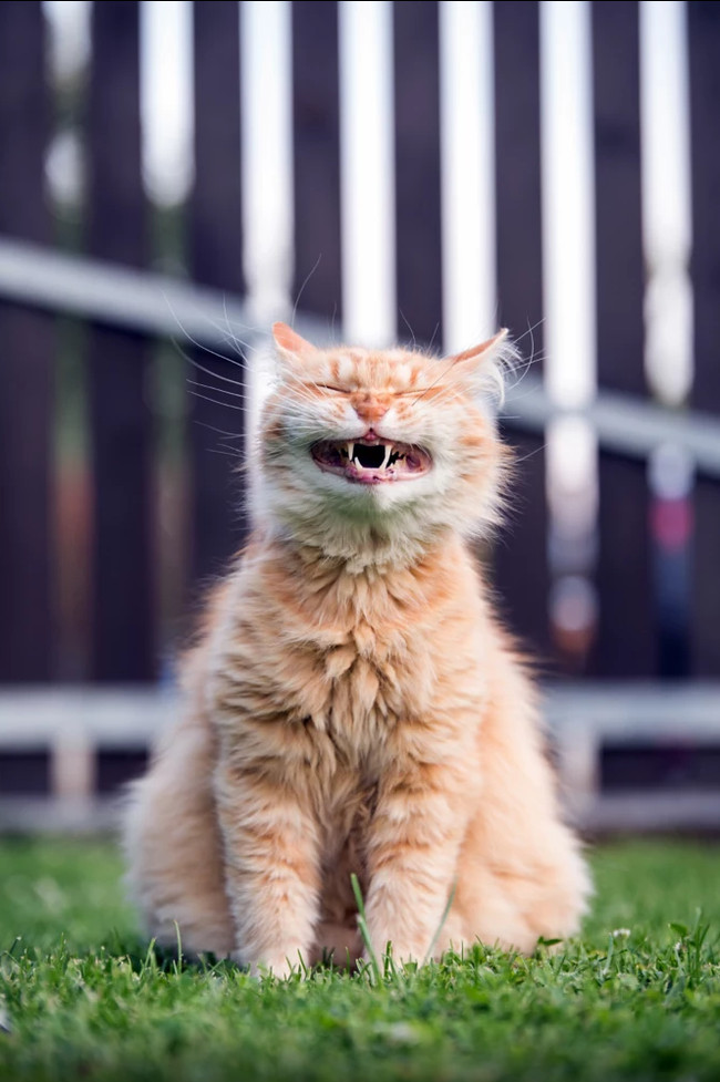 When I realized that every day is Sunday - The photo, Animals, cat, Emotions, Weekend, Sunday, Muzzle