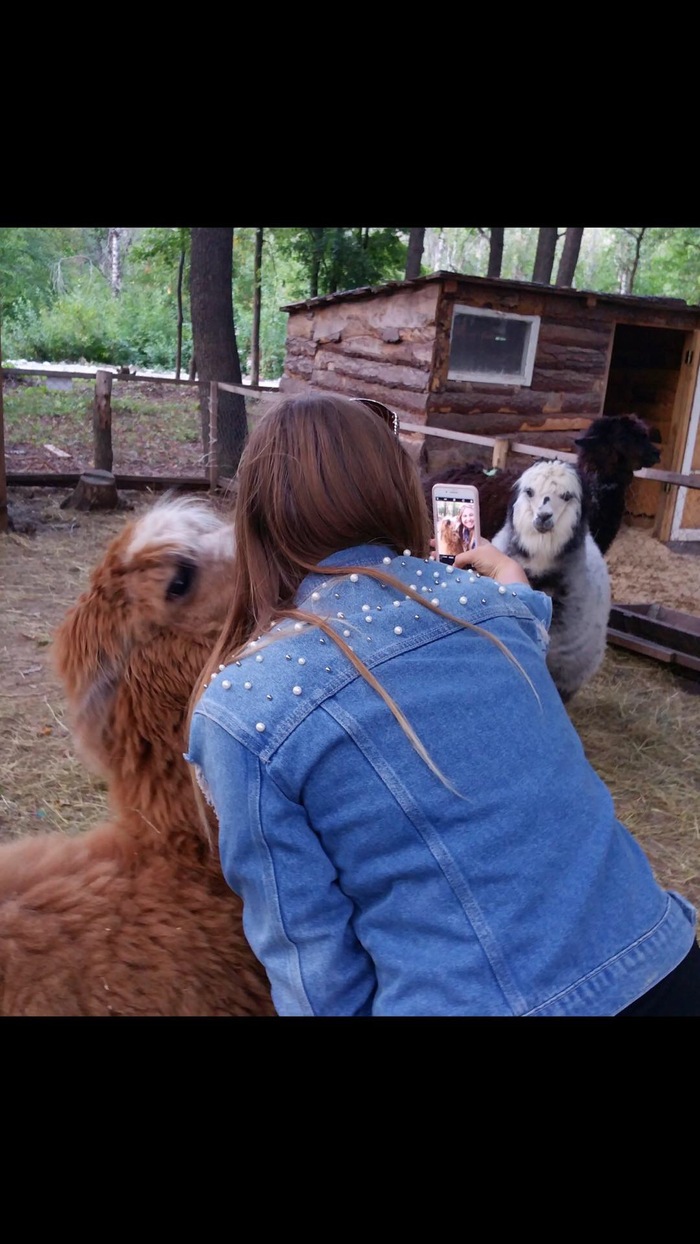 This is what jealousy looks like - My, Humor, Alpaca, Jealousy, Memes