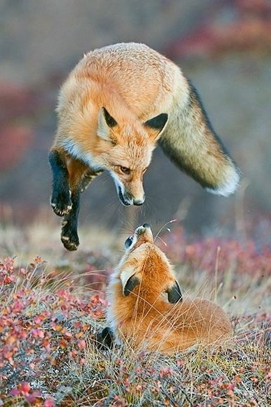 ���������� ������