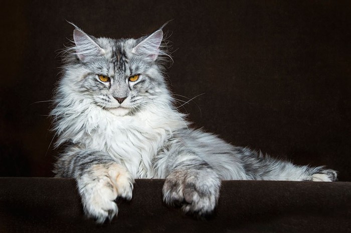 This Maine Coon looks at you like he's a teacher and you're a freshman - cat, Maine Coon, The photo, Nature