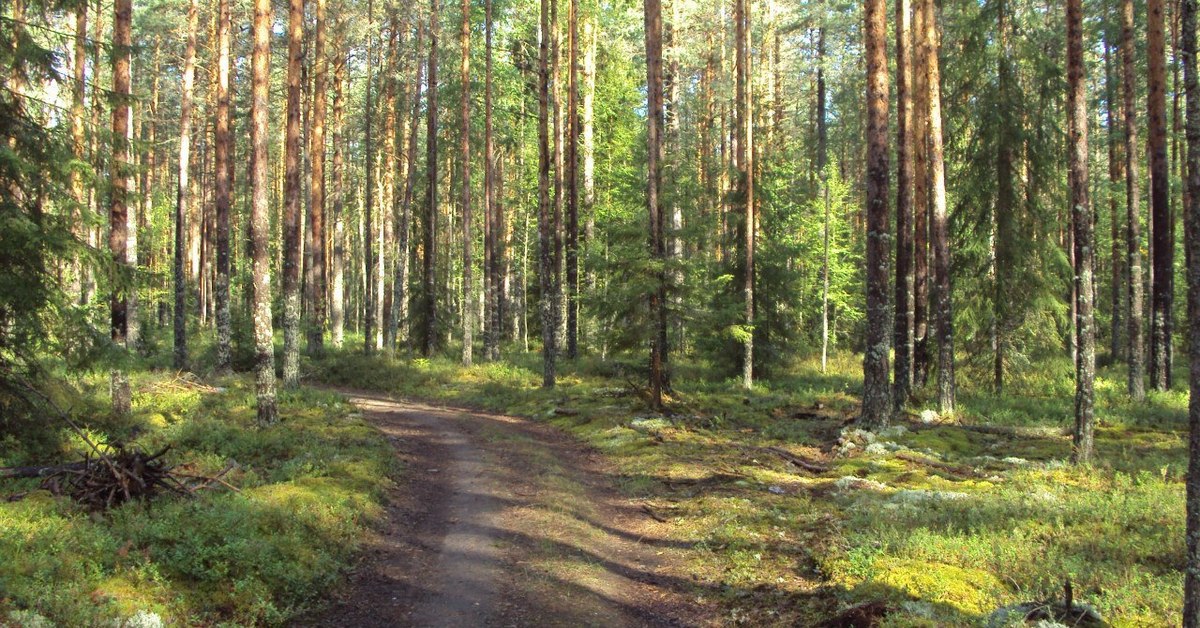 Лес череповец. Диковский лес Вологодский район. Шольский лес Вологодская область. Бабаевский район лес. Пятницкий Бор Вытегра.