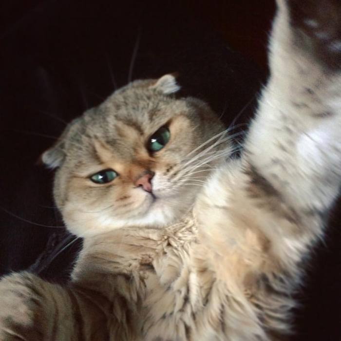 Selfie cat)) - My, cat, My, Selfie