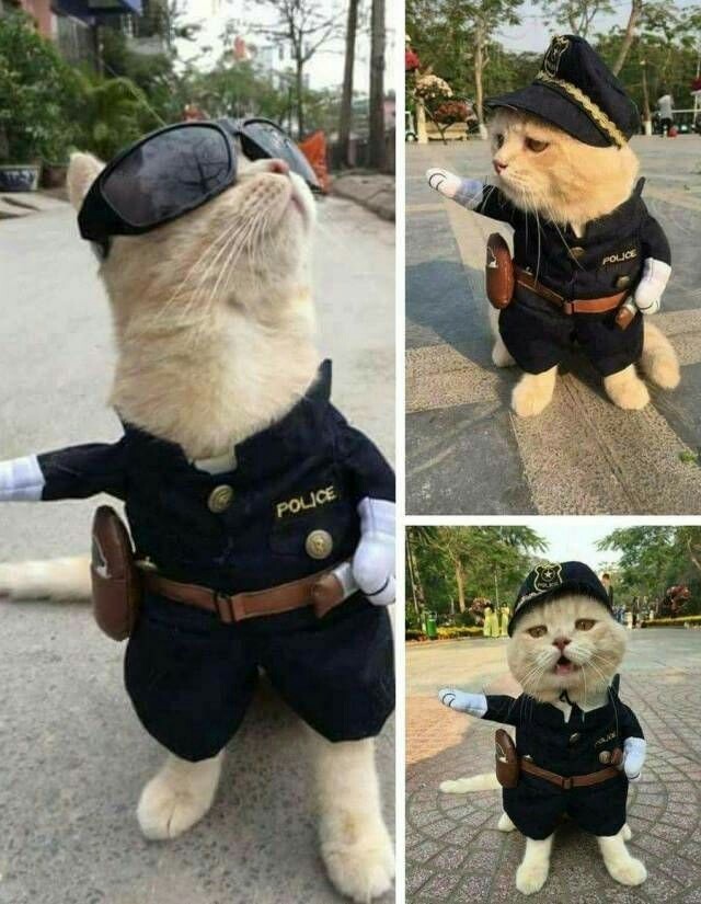 I'm the law here - Humor, cat, Police