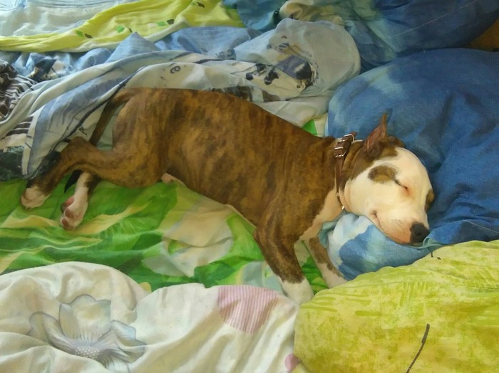 Сосиски снятся