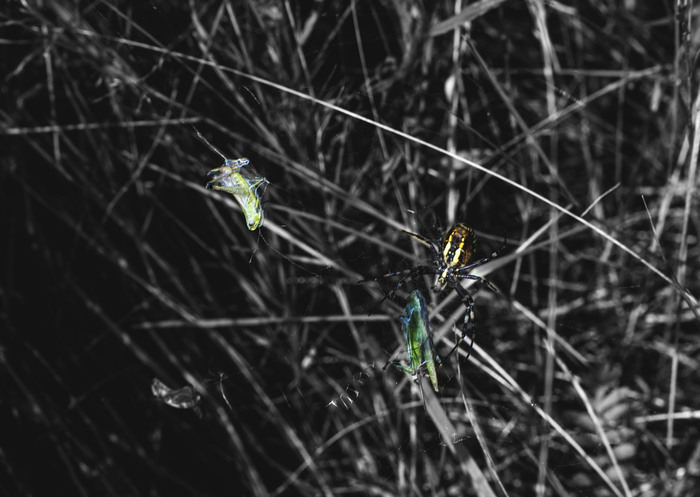 wasp spider - Argiope, , Spider