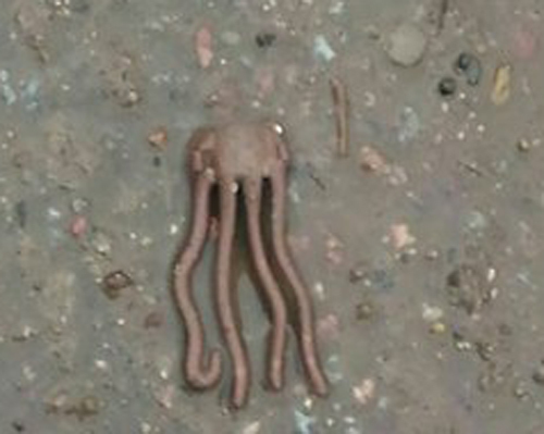 After heavy rain in Veliky Novgorod, strange creatures were found on the streets - League of biologists, , , Octopus, Longpost