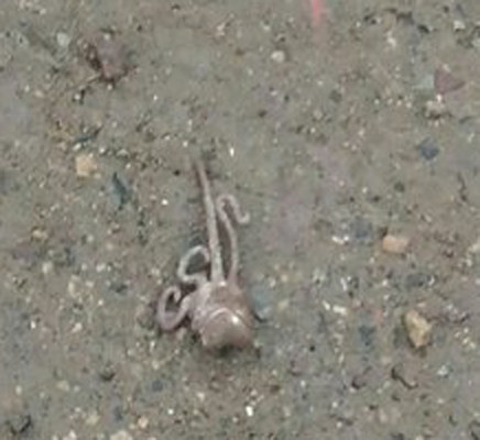 After heavy rain in Veliky Novgorod, strange creatures were found on the streets - League of biologists, , , Octopus, Longpost