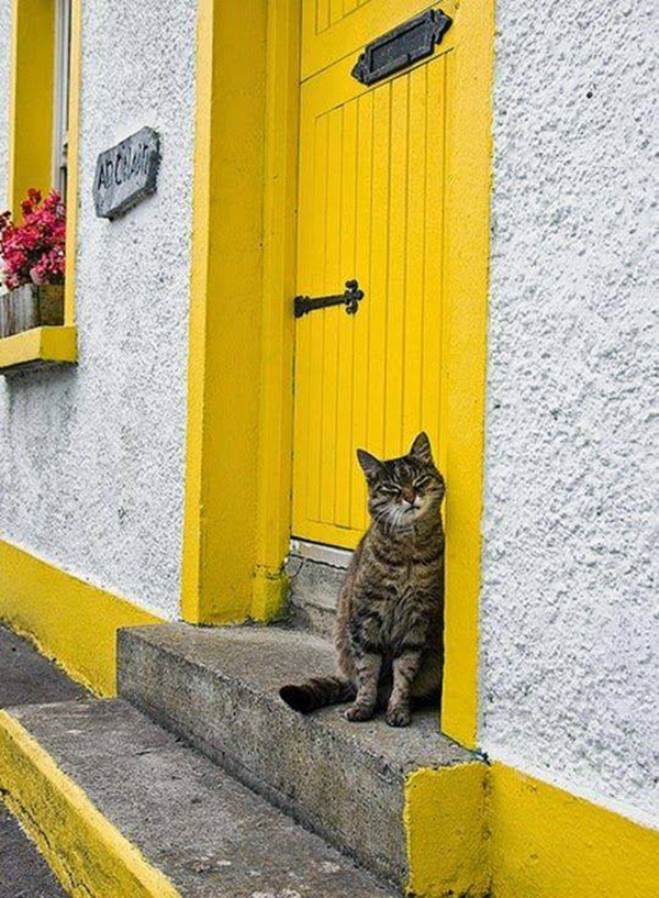 It seems that someone will not pass the face control at this gatekeeper - cat, Facial expressions, 