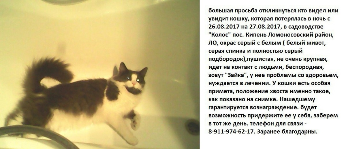 Кошка во сне к чему снится. Сонник кошка. Приснилась кошка которая пропала. К чему снится пропавший кот. Приснилось что потерялся кот.