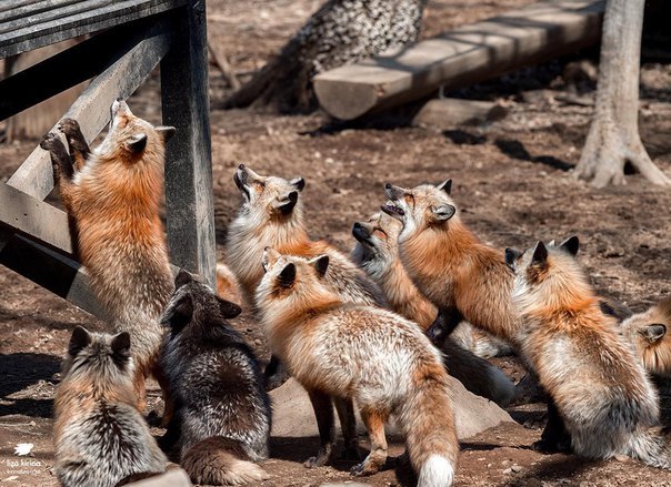 What is it there?) - Fox, Fyr, Fox Village, , Feeding