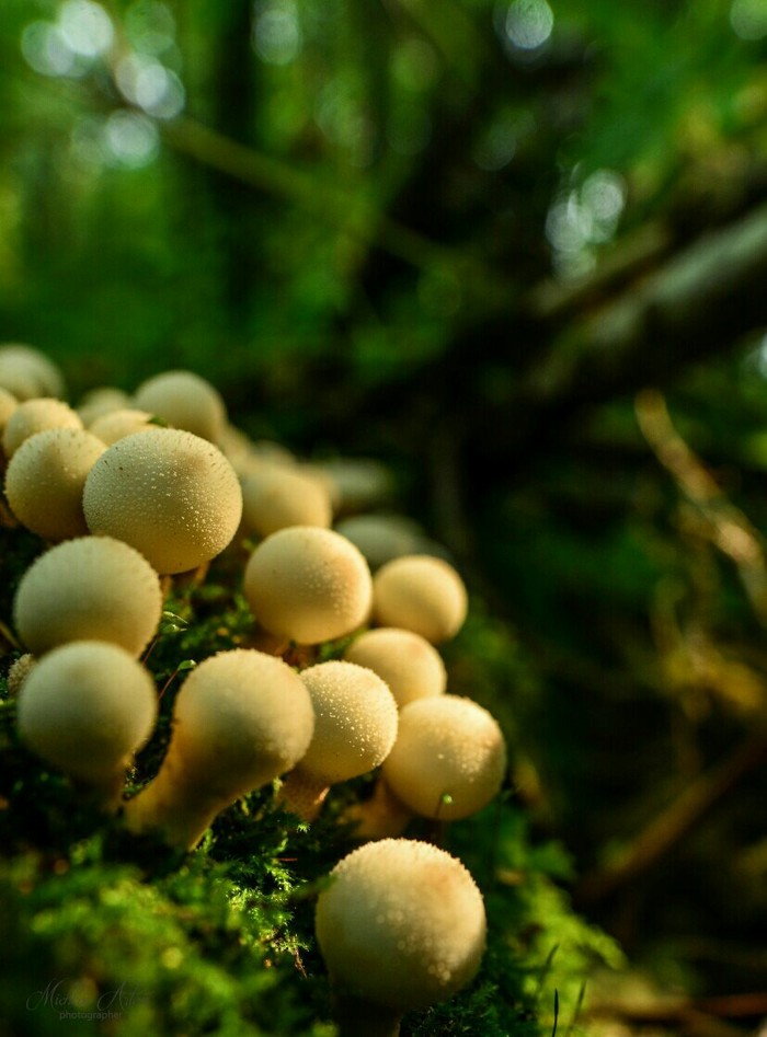 Mushroom - My, Mushrooms, Nature, Sortie, Hey, Longpost