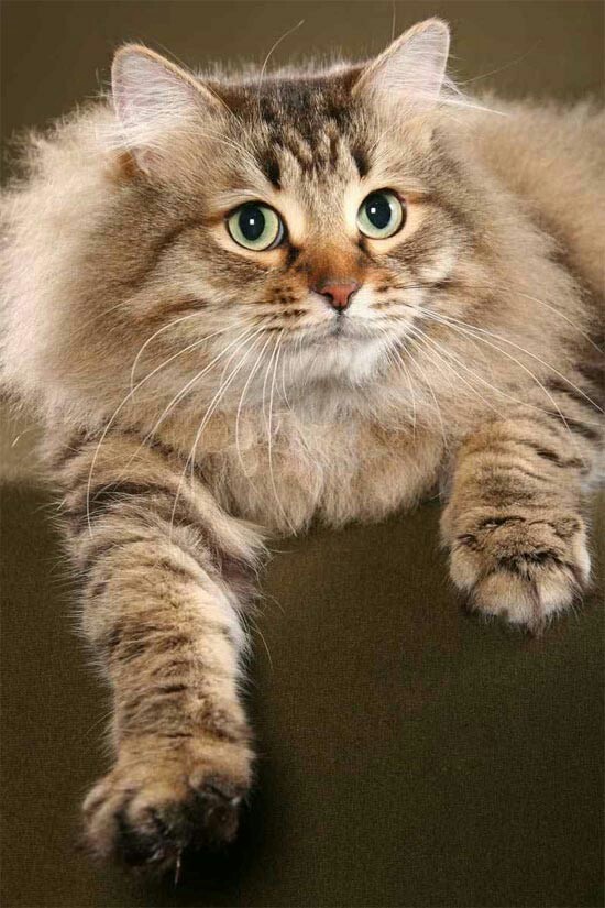 Fluffy - cat, Irresistible