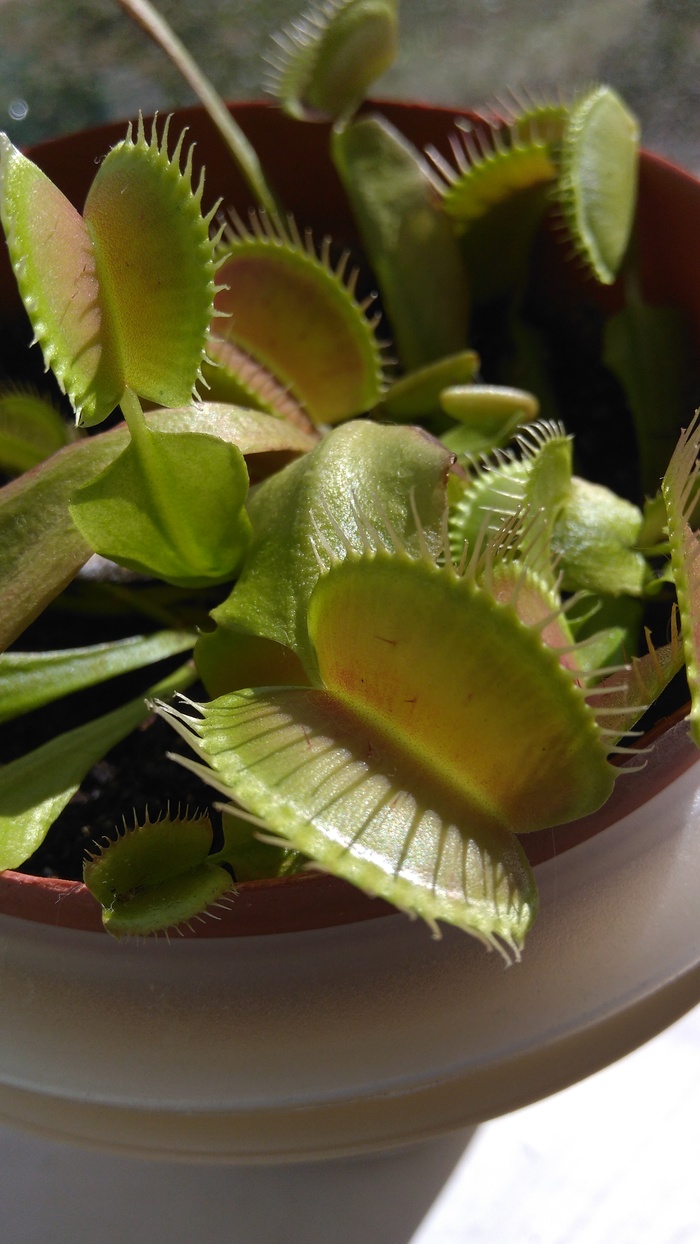 Mom, I want to eat! - My, Carnivorous plants, Dionaea muscipula