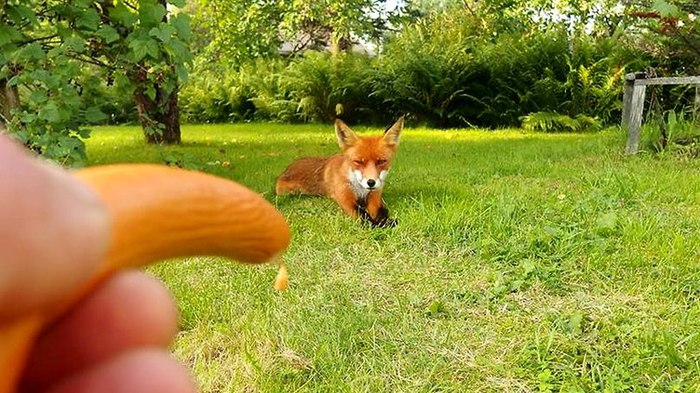 Come on, fox, eat! - Fox, Fyr, Food, Go here, Longpost