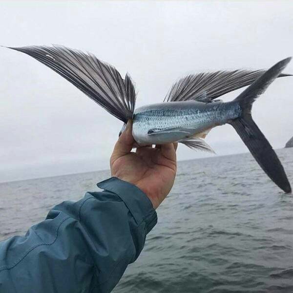 2 types of flying fish - A fish, Humor