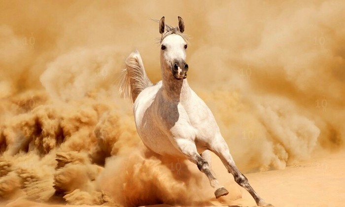 Beautiful creature - Horses, Sahara