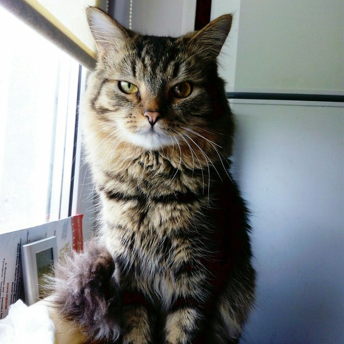 The cat is looking for a new home - In good hands, , , Helping animals, cat, Help, , Moscow