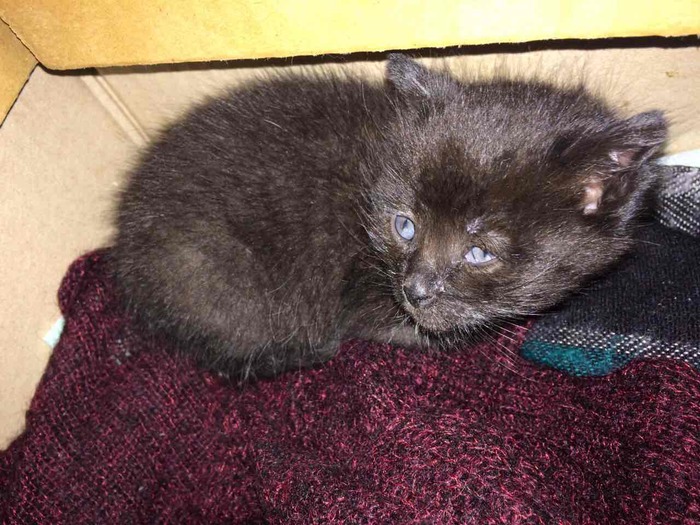 Спасение пушистого малыша