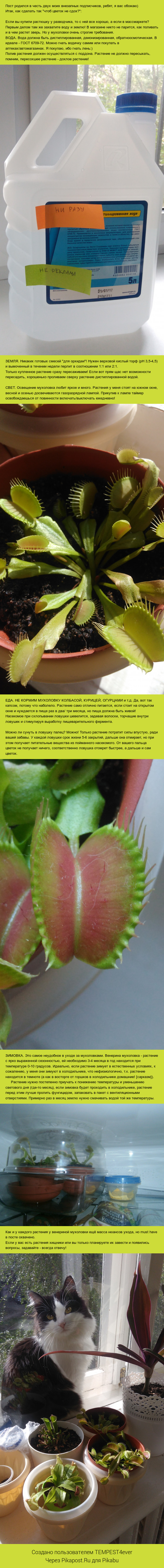 Venus flytrap FAQ! - My, Carnivorous plants, , Venus flytrap, Dionaea muscipula, Longpost, Care