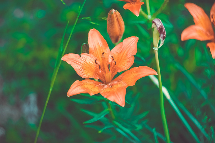 Macro flora. - My, The photo, Closeup, Macro photography, Macro rings, Nature, Amandilian, Longpost