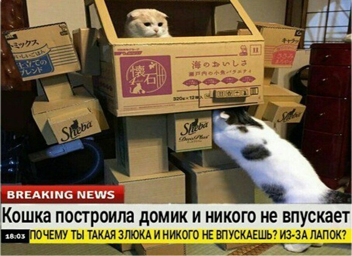 The news we deserve - news, Cat found a home, Way home, cat