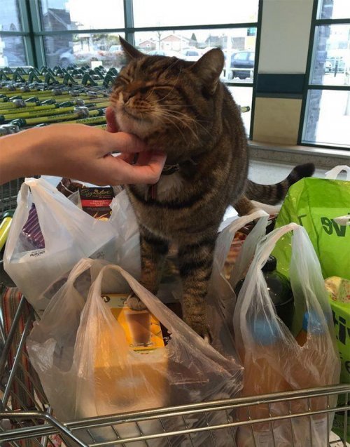 Buyers raised money for a bronze statue in memory of everyone's favorite shop cat Brutus - cat, Score, The statue, Monument, Longpost, Brutus!, England, Sculpture