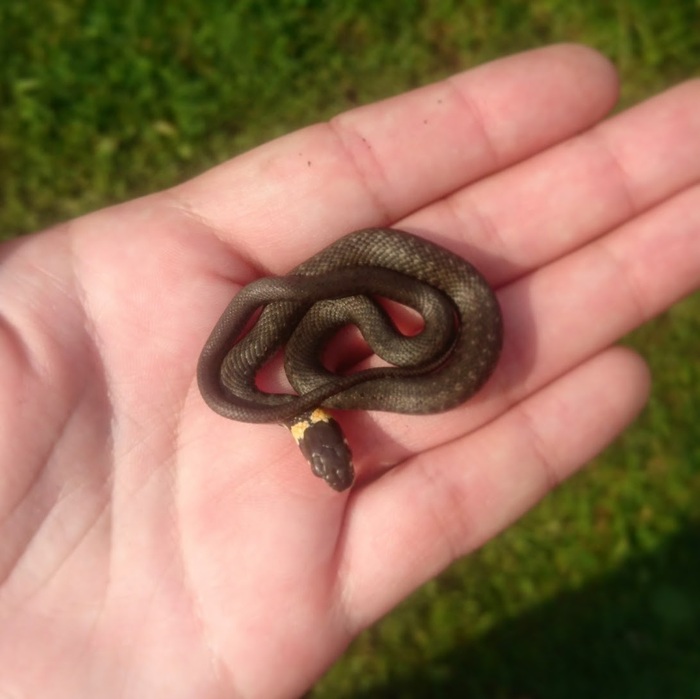 Huge forest snake - My, Snake, 