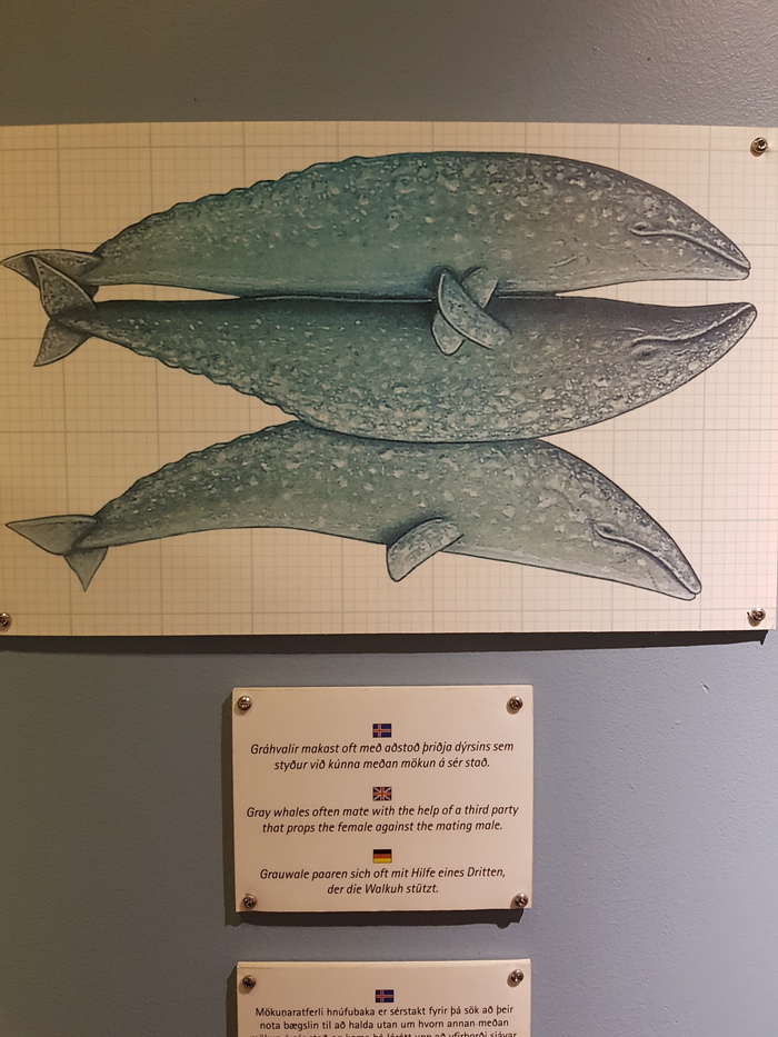 Friendzone: gray whale level - My, Whale, Friendzone, Strawberry, , Museum, Iceland