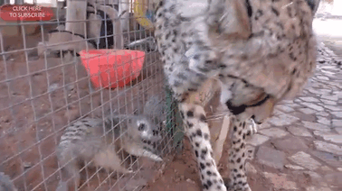 Go behind the ear and scratch - GIF, Cheetah, Meerkat, Zoo