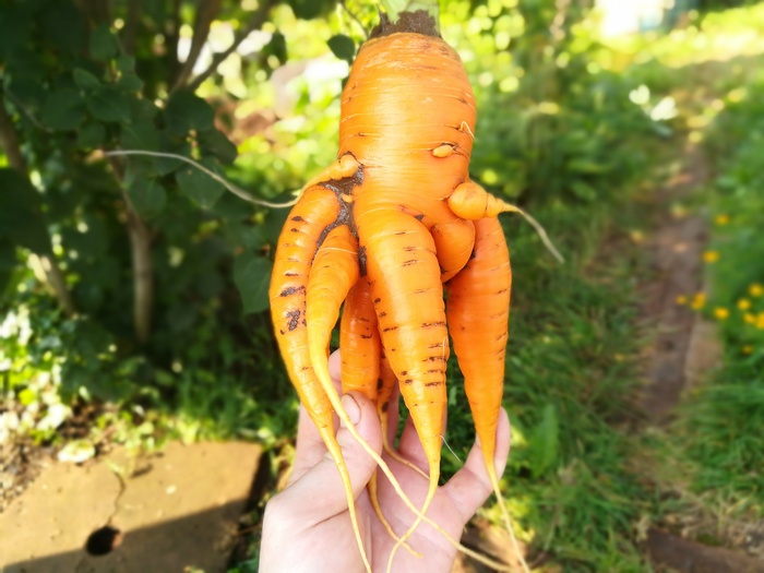 It seems to me that Cthulhu has revived in my garden. - My, Carrot, Harvest, Cthulhu, Similarity, Longpost