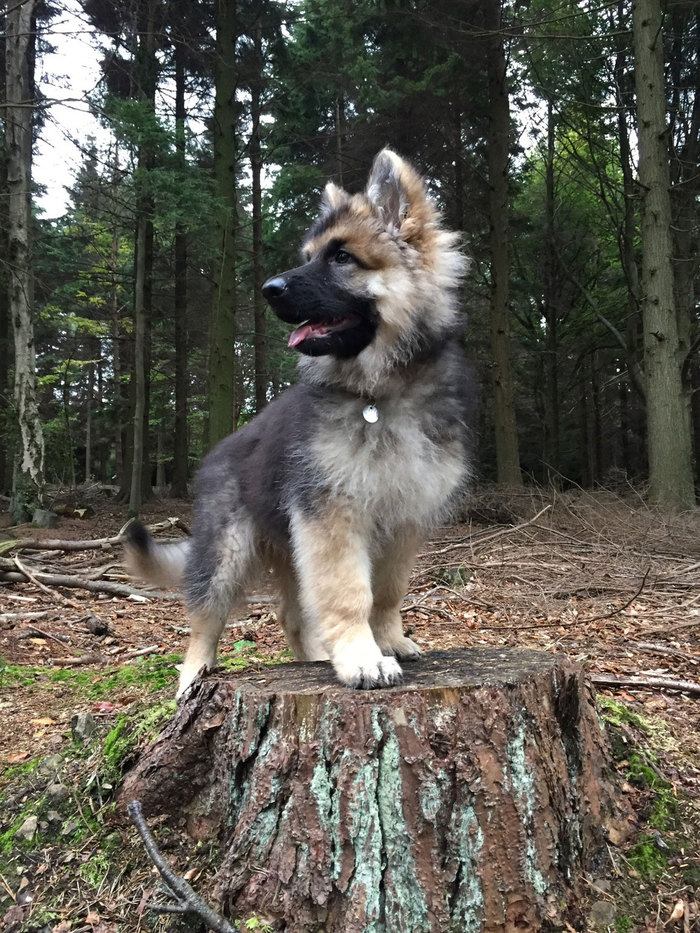 little poser - Dog, Puppies, Sheepdog, Forest, Pose