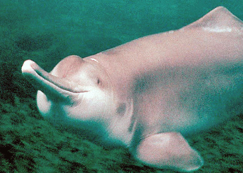 Chinese river dolphins have also ceased to be an endangered species ... since 2017 ( - Extinct species, Sadness, Dolphin, Longpost