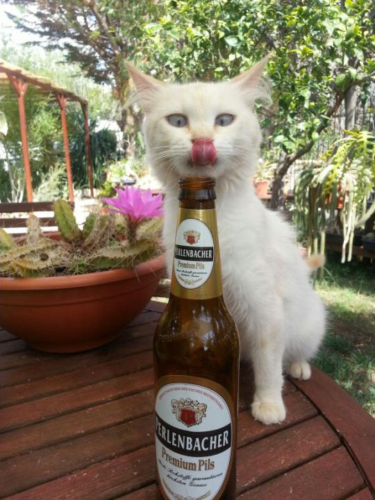 Delicious! - Catomafia, cat, Drink