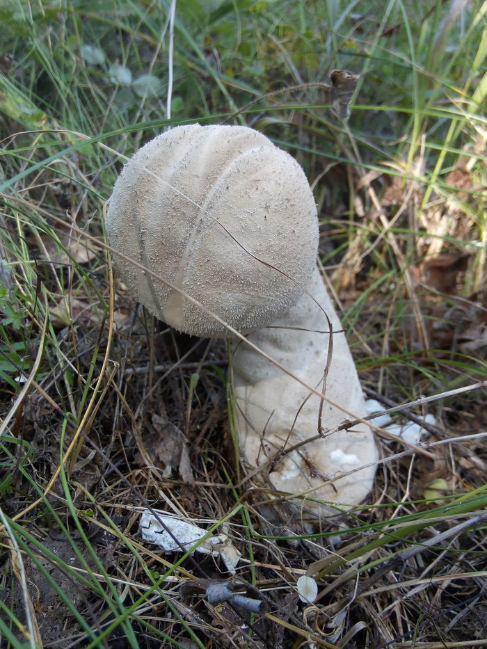 Went for mushrooms. - My, Mushrooms, Nature, Longpost