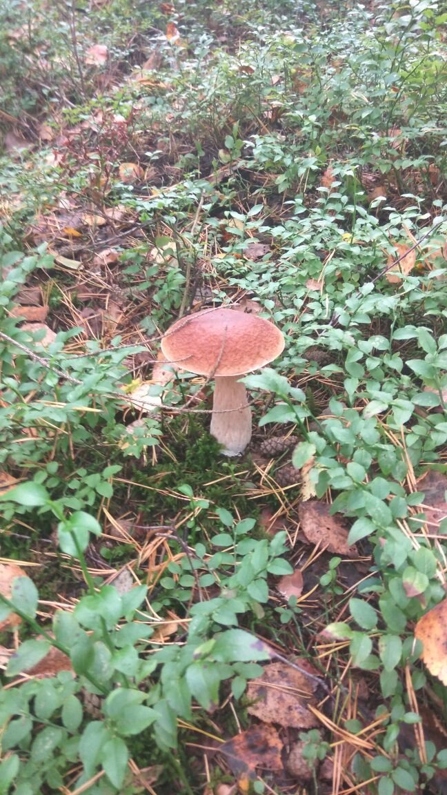 Pretty boy - Mushrooms, Forest, Noginsk, 