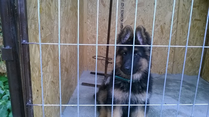 My woolly wolf. - My, German Shepherd, Puppies, , Tag