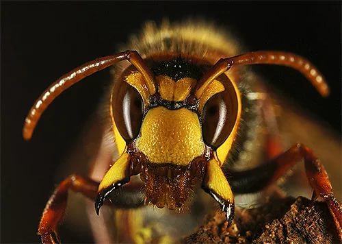 Hornets. - Insects, Longpost, Hornet, Informative, Video